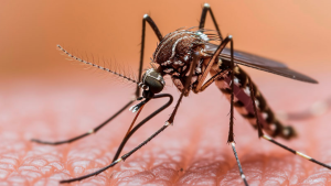 No hay dengue en San Juan, pero piden no relajarse: el mosquito sigue presente