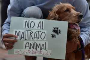 Mató a un perro y terminó preso en San Juan