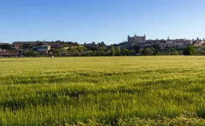 Maíz y sorgo: el congreso que reúne a toda la cadena