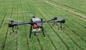 Drones y 26.000 hectáreas: así será la ofensiva contra las plagas